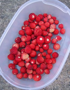 Walderdbeeren 2015
