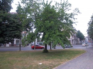 Maulbeere im Ramdohrschen Park