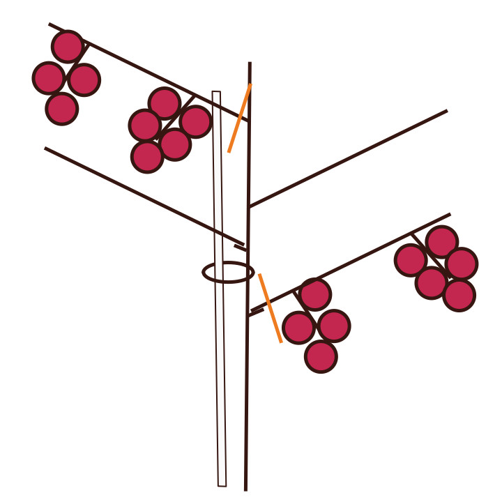 Obstgehölzpflege