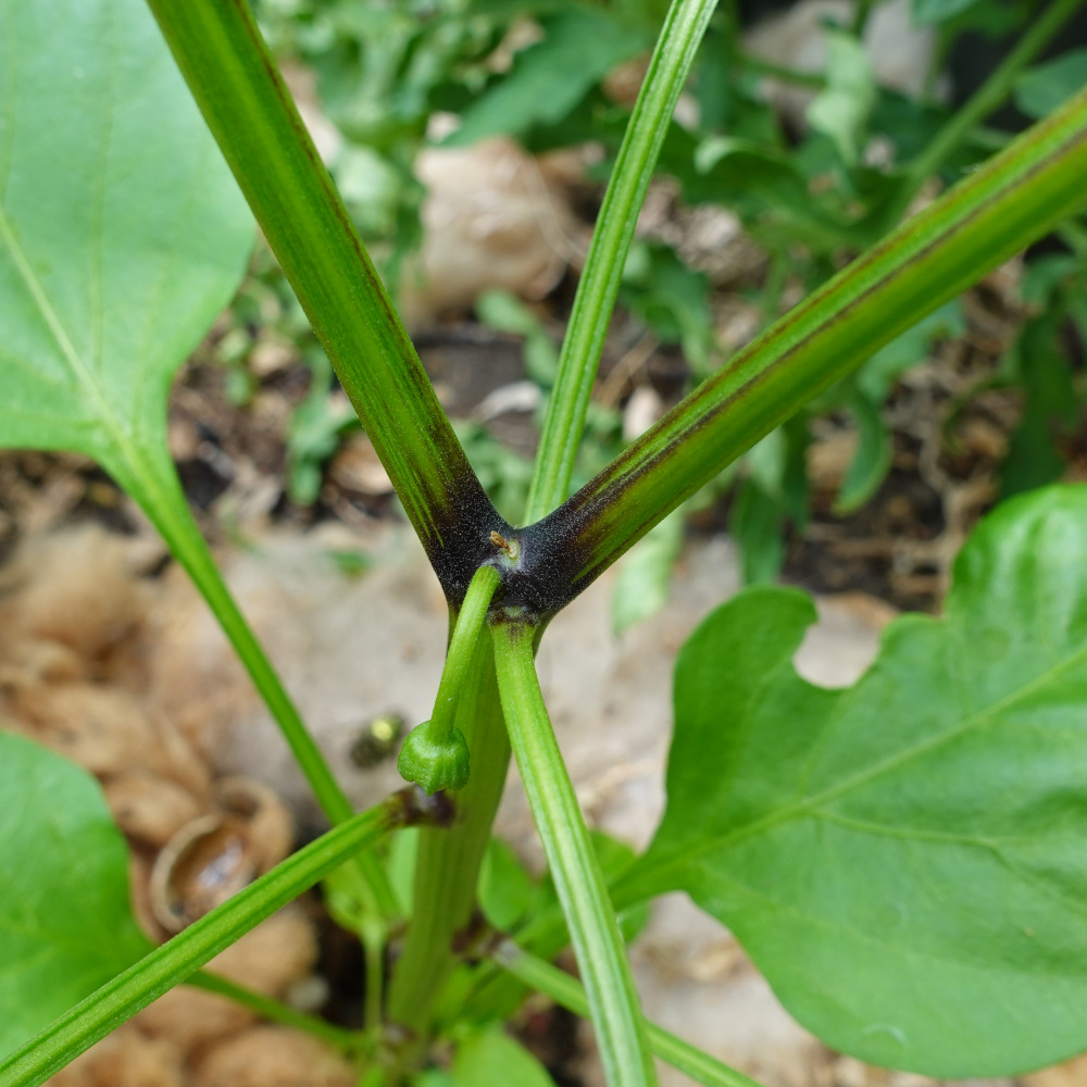 Paprika mit Königsblüte und Verzweigung